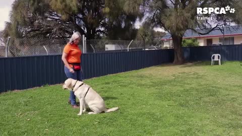 Dog Training Tips