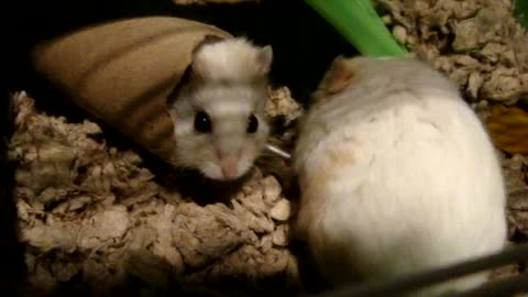 Breaking up a hamster fight