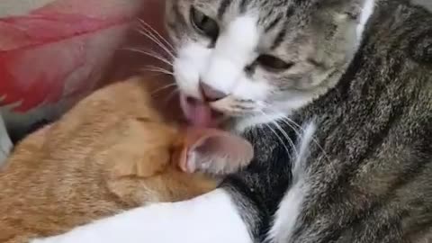 Lovely cats in hug