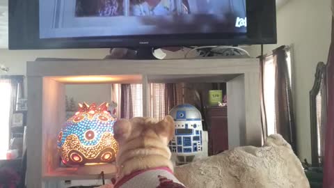 Dog mourns with family as they burry their cat on TV show