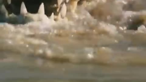 Lion King vs crocodile fight King to King