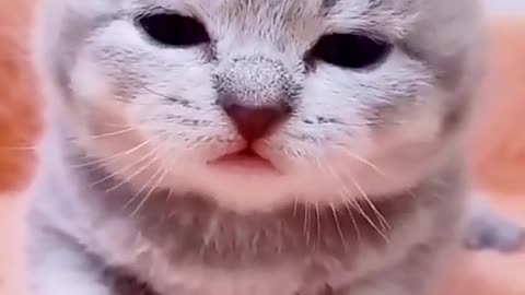 Cat playing funny video