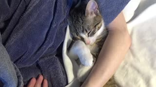 Adorable Baby cat Sleeps in My Arms