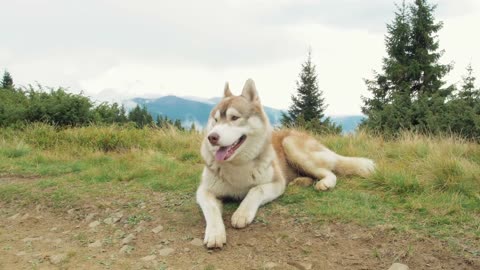 dog puppy pet,animal canine friend,playing