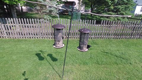Morning at the bird feeders... 20240516