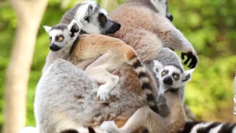 A family of ring-tailed lemurs