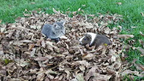 Kitten and guinea pig play in pile of leaves