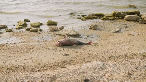 The body of a dead Dolphin stranded on a sand beach