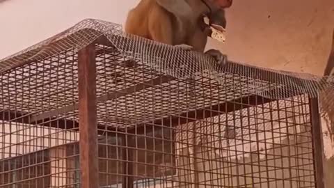 mono roba sus lentes y dinero, a cambio de un refresco