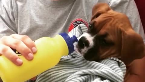 Sick boxer puppy sweetly gets bottle fed