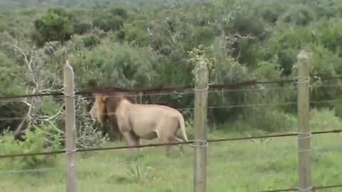 Lion at Addo Elephant Park