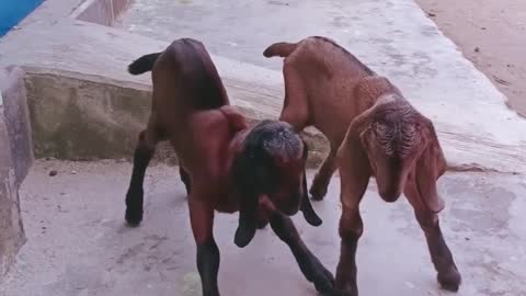 Only one day Goat Baby twice are trying to stand on their foot.