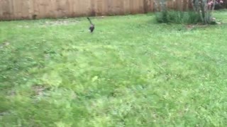 Cat and dog chase frisbee