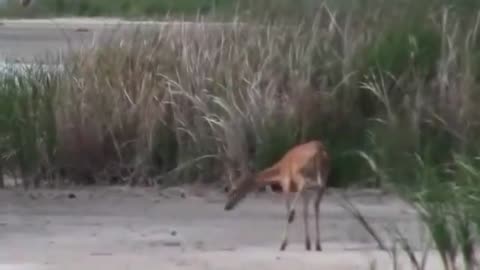 A Deer and a Fox In The Same Shot