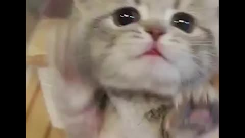 Cute Kitten Cute Cat