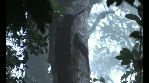 Birds Paruh Sabit Kurikuri (cenderawasih), beautifull birds