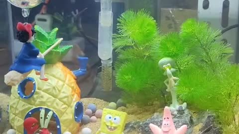 colorful fish tank