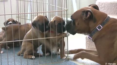 Cute 4 Week Old Boxer Puppies With Moma xx