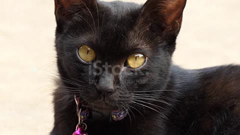 black kitten cat siitting on the floor , looking at camera