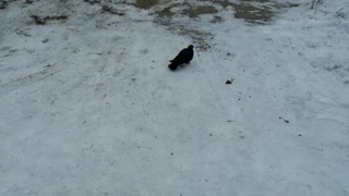 A good pigeon walks in the snow outside.