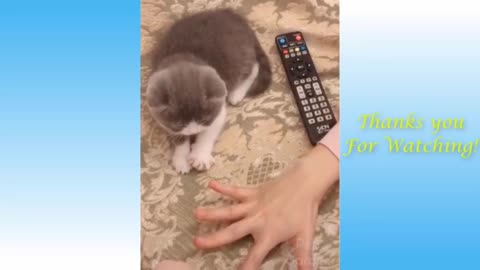 Funny cat 2021 😸😹||caught on camera funny cats 2021😘👌