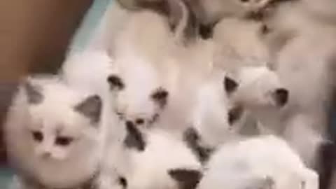 Bunch of Cute Cats
