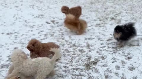 Funny Dogs are play with snow