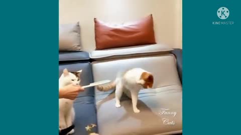 Funny funny cat video 😸🐱