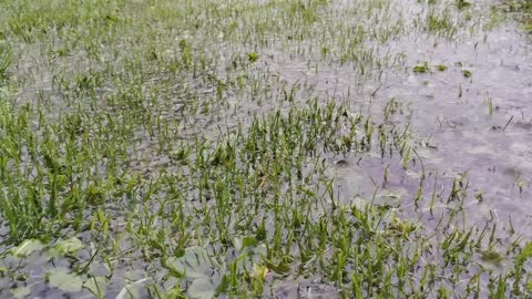 five minutes of rain