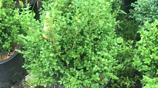 Boxwoods at Highland Hill Farm in fountainville pa near Philadelphia call us at 215 651 8329