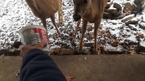 Feeding My Dear Deer On a Snowy Day in March!