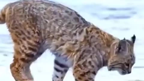 Tiger Pub Jump: Viral Animals Video Clip - Hilariously Funny Animals on Rumble