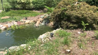 Golden Retriever playing in Koi pond