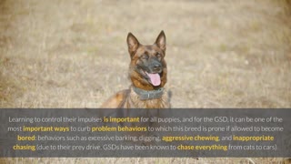 All Things German Shepherd, one of the greatest breeds of Dogs