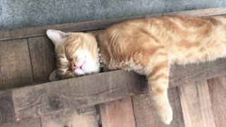 Guy Pulls Out The Tongue Of A Sleepy Cat