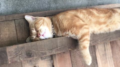 Guy Pulls Out The Tongue Of A Sleepy Cat