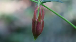 Red Columbine-Flower Bud