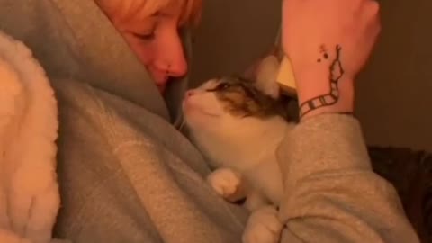 Beautiful cat caresses his friend