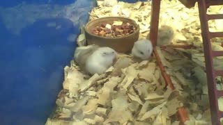 Lots of hamsters doing different things on pet store, it's leisure time [Nature & Animals]