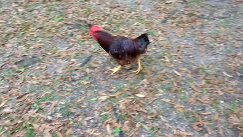 Rooster Pretty Boy Floyd