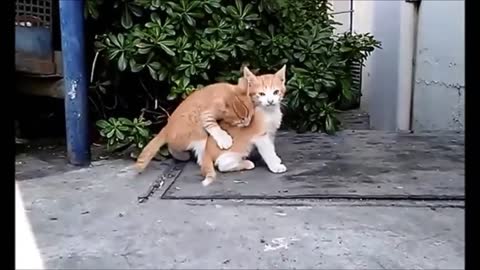 OMG So Cute Cats Best Funny Cat Video