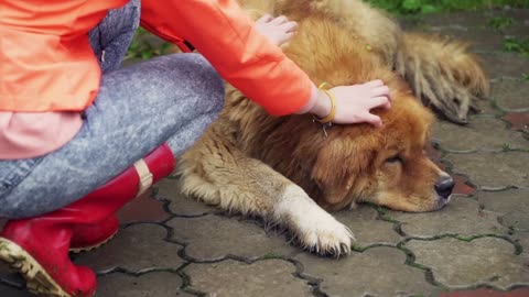 Dog lying and sleeping on pavement while girl coming