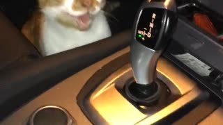 White and brown cat sits at the foot of passenger side of car