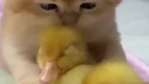 The kitten is deeply in love with the duckling!