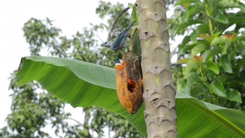 Beautiful birds eating papaya