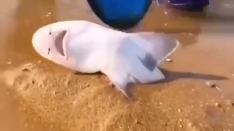 A Littil Shark Stuck in the shore