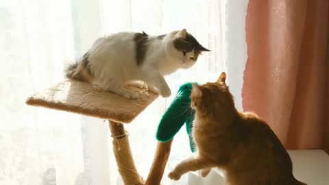 Funny Cats and Kittens Videos |