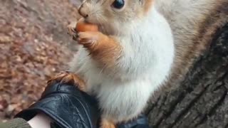 Give me the nut and put the camera away. Squirrel eats nuts.