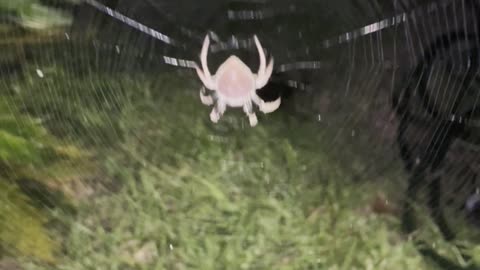 Almost Ran Into This Pink (Random) Florida Spider... This Will Scare My Wife...