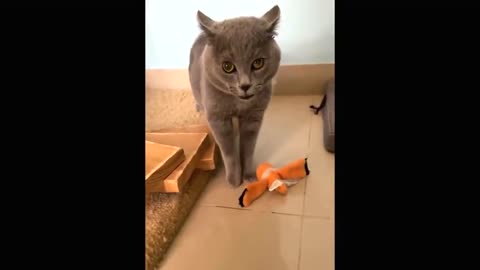 Upset cat makes hilarious noises to vocalize its unhappiness